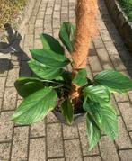 Monstera Pinnatipartita, Ophalen