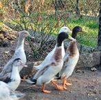 Indische loopeend koppels