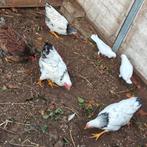 Wyandotte krielen, Dieren en Toebehoren, Pluimvee