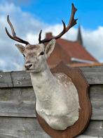 Opgezette damhert zeer mooie staat, Enlèvement