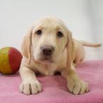 Labrador - Belgische pups te koop, CDV (hondenziekte), Meerdere, 8 tot 15 weken, Meerdere dieren