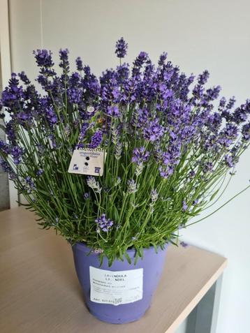 Lavendel  beschikbaar voor biedingen