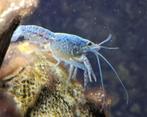 Floridakreeftjes - Procambarus alleni, Dieren en Toebehoren, Kreeft, Krab of Garnaal, Zoetwatervis