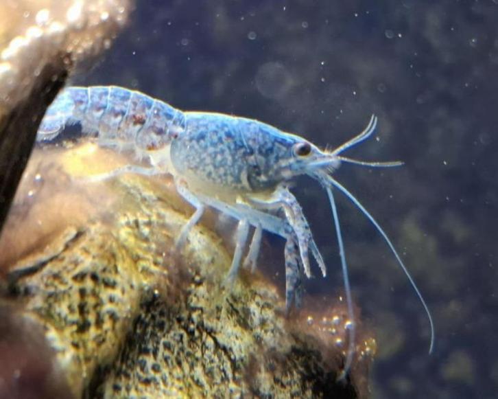 Floridakreeftjes - Procambarus alleni, Dieren en Toebehoren, Vissen | Aquariumvissen, Zoetwatervis, Kreeft, Krab of Garnaal