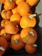 Hallo-ween pompoenen, Ophalen
