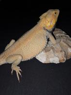 Citrus hypotrans gen. Stripe baardagaam mannetje, Dieren en Toebehoren, Hagedis, Tam, 3 tot 6 jaar