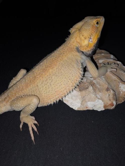 Citrus hypotrans gen. Stripe baardagaam mannetje, Dieren en Toebehoren, Reptielen en Amfibieën, Hagedis, 3 tot 6 jaar, Tam
