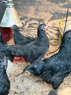 Dongxiang Lukedanji haantje, Dieren en Toebehoren, Pluimvee, Mannelijk, Kip