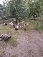 Loopeenden, Meerdere dieren, Eend