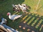 Barberies, Dieren en Toebehoren, Pluimvee
