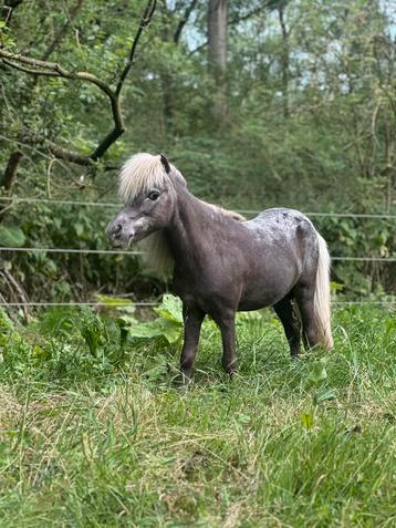 Goedgekeurde Shetlander hengst, Étalon