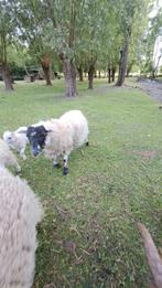 Ouessant ooi kruising, Dieren en Toebehoren, Schapen, Geiten en Varkens
