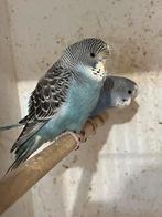 Melanistic spangle split blackface