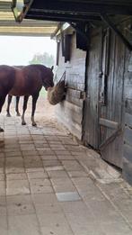 Half pension beschikbaar in Lier, Dieren en Toebehoren