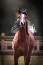 Mooi hengstje 18 maand, Dieren en Toebehoren, Paarden, Minder dan 160 cm, Gechipt, 0 tot 2 jaar, Hengst