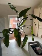kamerplant | strelitzia Nicolai, Huis en Inrichting, Kamerplanten, Ophalen