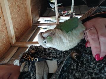 Récupéré oiseaux