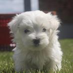 Maltezer, Dieren en Toebehoren, Parvo, België, Maltezer, 8 tot 15 weken