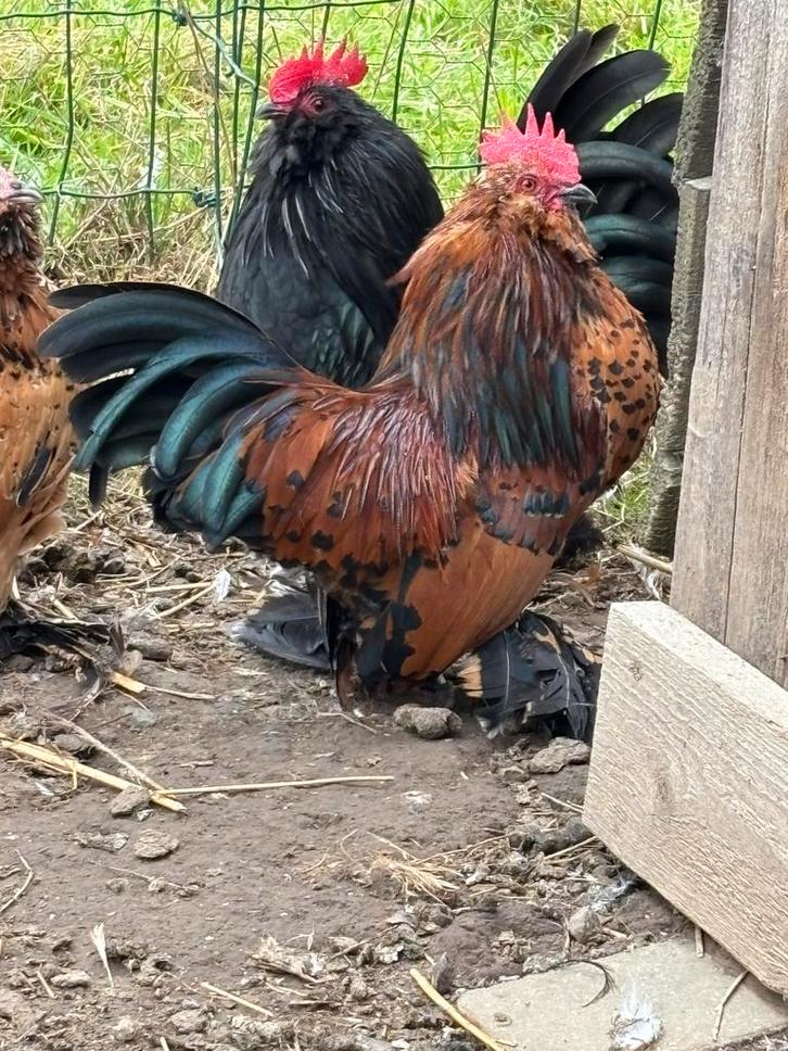 Ukkelse baardkrielen, Dieren en Toebehoren, Pluimvee, Kip, Mannelijk