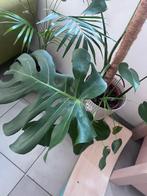 Monstera plant, Ophalen, Overige soorten, 100 tot 150 cm