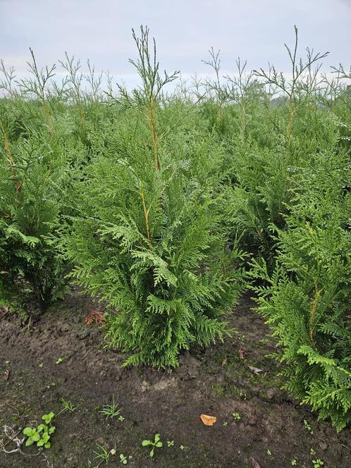 Coniferen, Tuin en Terras, Planten | Struiken en Hagen, Haag, Conifeer, 100 tot 250 cm, Ophalen