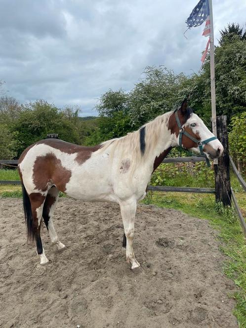 Paint borse, Diensten en Vakmensen, Dieren | Paarden | Verzorging, Oppas en Dressuur