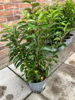 Portugese laurier / Prunus lus. ‘Angustifolia’  40/60, Ophalen, Laurier