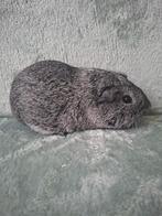 Nederland ! Jong beertje, Dieren en Toebehoren, Cavia, Mannelijk, Tam, September