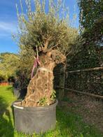 Oude olijfboom olea europaea NR:BA-18, Tuin en Terras, Planten | Bomen, 100 tot 250 cm, Olijfboom, Zomer, Ophalen