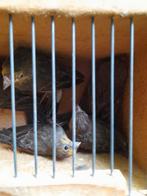 Mexicaanse roodmussen, Oiseau chanteur sauvage