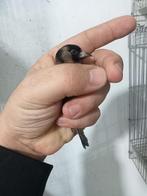 Femelle chardonnerets noir 2025, Femelle, Domestique