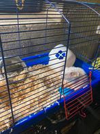 Langharige goudhamster met kooi, Ophalen