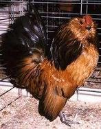 Antwerpse Baardkrielen., Dieren en Toebehoren, Pluimvee, Meerdere dieren, Kip