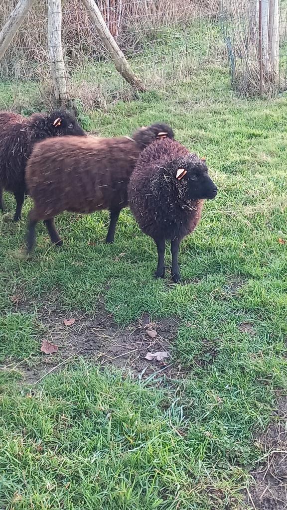 5 jonge, zwarte ouessant ooien te koop, Dieren en Toebehoren, Schapen, Geiten en Varkens, Schaap, Vrouwelijk, 0 tot 2 jaar