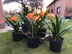 Clivia bloemplanten, Ophalen, Lente, Overige soorten