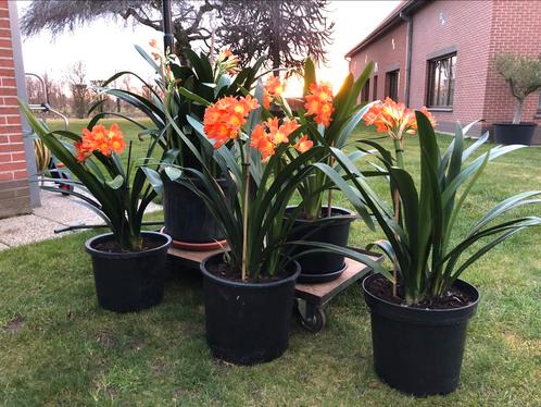 Clivia bloemplanten, Tuin en Terras, Planten | Tuinplanten, Overige soorten, Lente, Ophalen