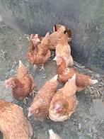 Legkippen, Dieren en Toebehoren, Pluimvee