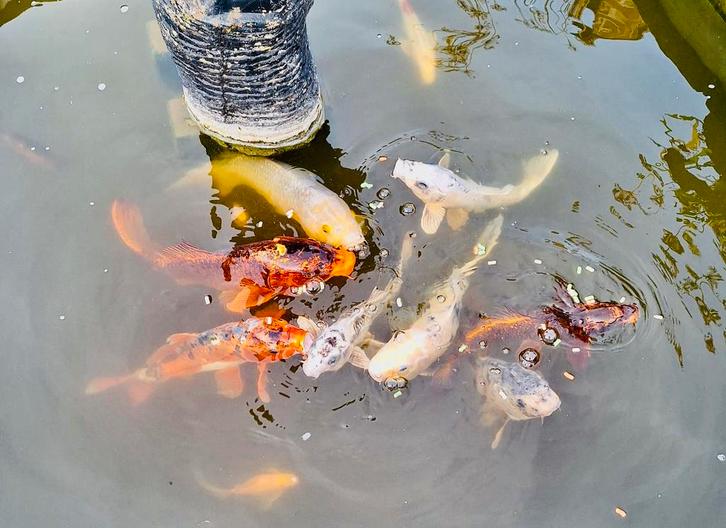 KOI VISSEN + POMP, FILTER, UV-LICHT, Dieren en Toebehoren, Vissen | Vijvervissen, Karper of Koi