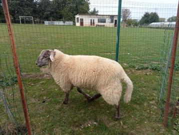 Mannelijke schapen 7 maanden  beschikbaar voor biedingen