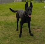 Mechelse herder zoekt dekreu, Dieren en Toebehoren, Ophalen, Nieuw