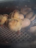 Broed machine., Dieren en Toebehoren, Pluimvee