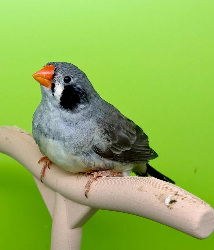 Mandarijn 2025, Dieren en Toebehoren, Vogels | Overige Vogels, Tropenvogel, Geslacht onbekend