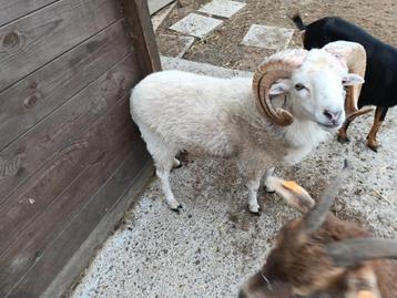Ouessant schaap wit, 1 jaar oud, Mouton