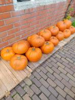 haloween pompoenen, Ophalen