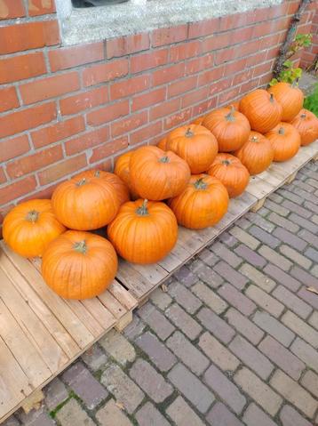 haloween pompoenen beschikbaar voor biedingen