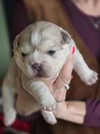 Franse buldog, Animaux & Accessoires, Chiens | Chihuahuas & Chiens de compagnie, Hépatite contagieuse (maladie de Rubarth), Belgique