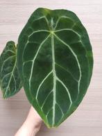 Anthurium green saucer, Ophalen of Verzenden