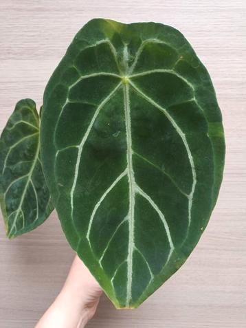 Anthurium green saucer beschikbaar voor biedingen