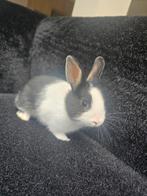 Dwergkonijn, Dieren en Toebehoren, Klein