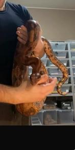 Boa 0.1 hypo blood bci, Dieren en Toebehoren, Reptielen en Amfibieën, Slang